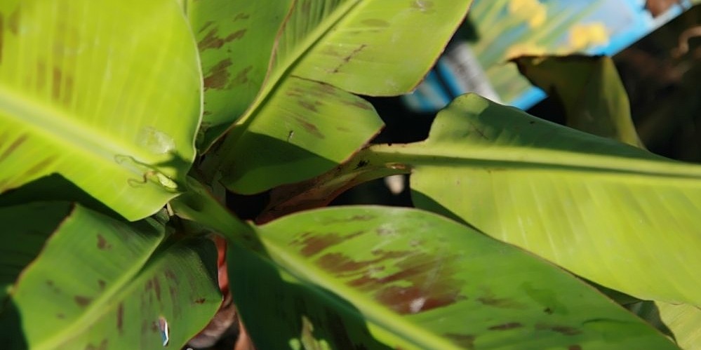 Bananeira Ornamental