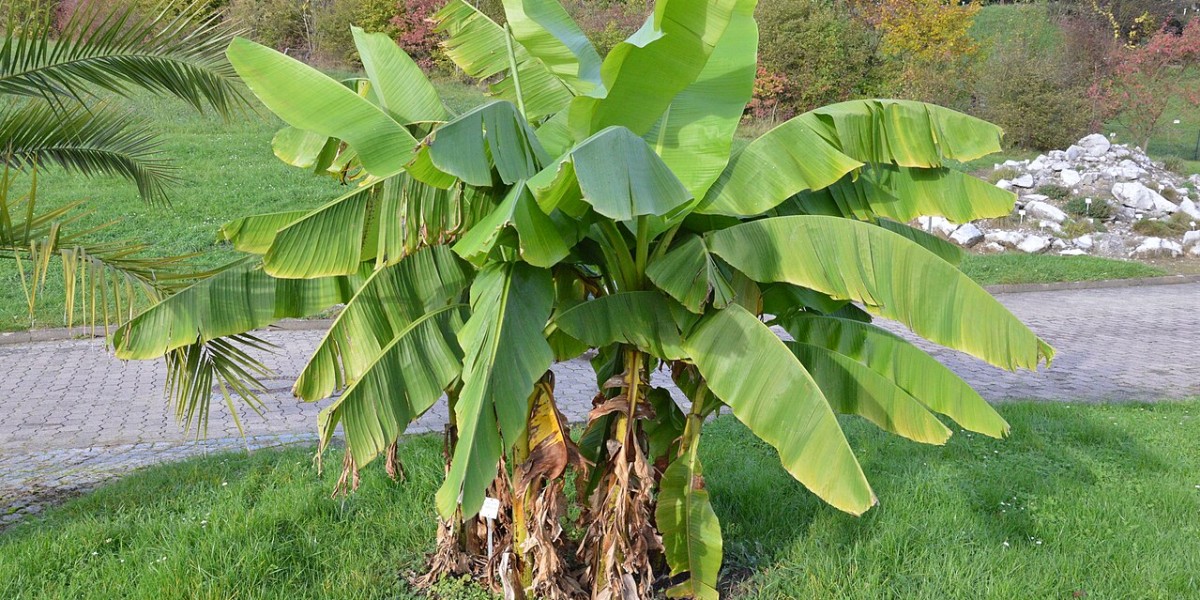 Bananeira Ornamental
