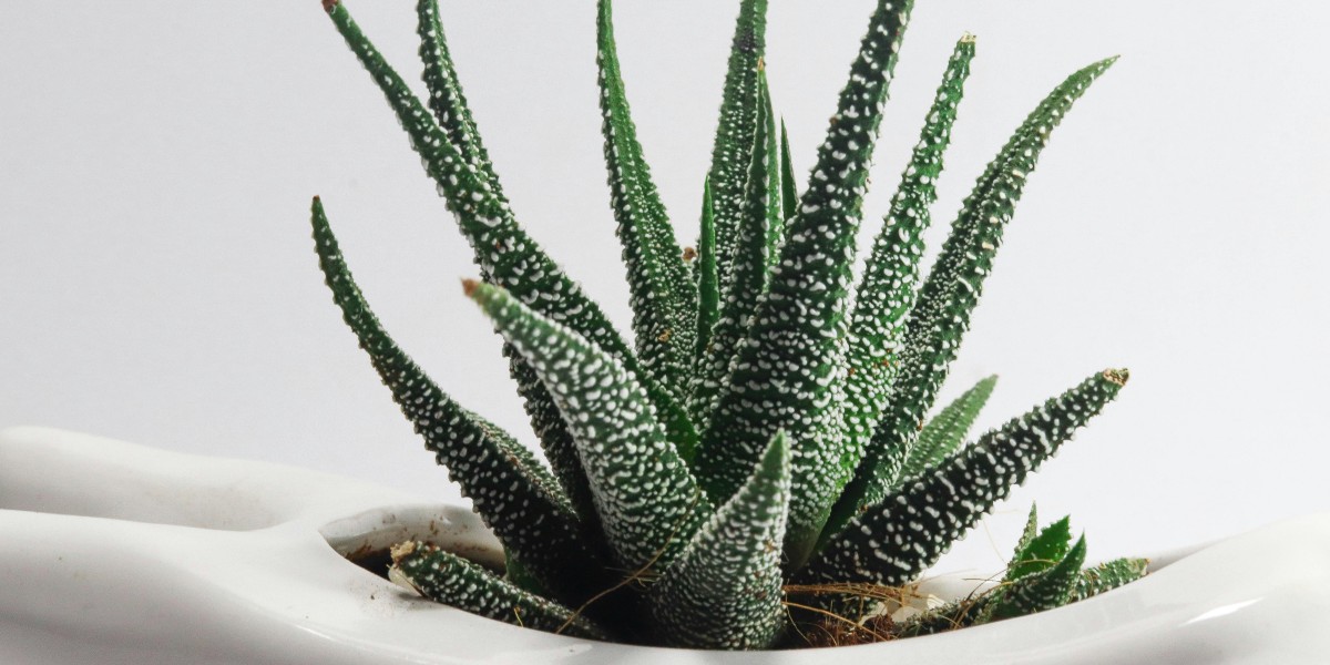 Aloe perryi