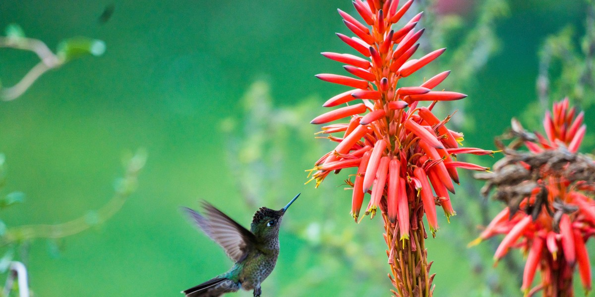 Aloe arborescens