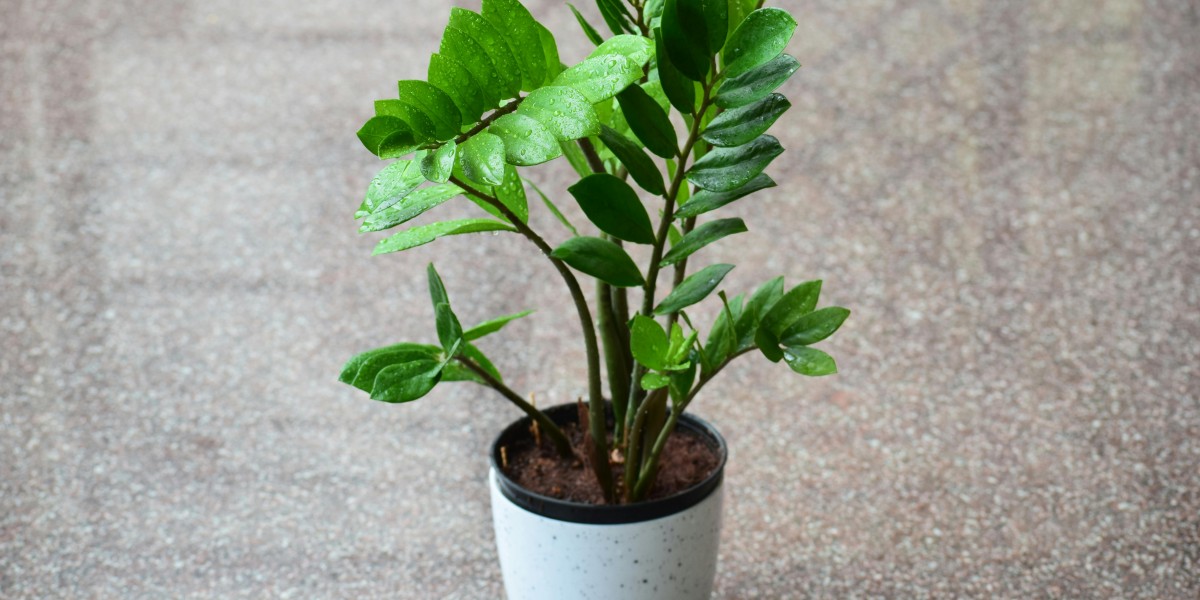 Zamiocula Zamiifolia