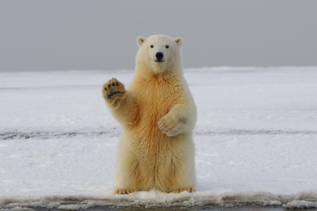 urso polar