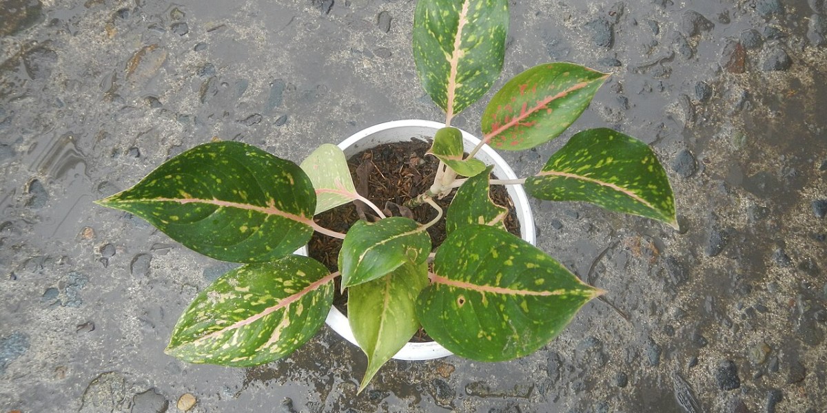 Aglaonema