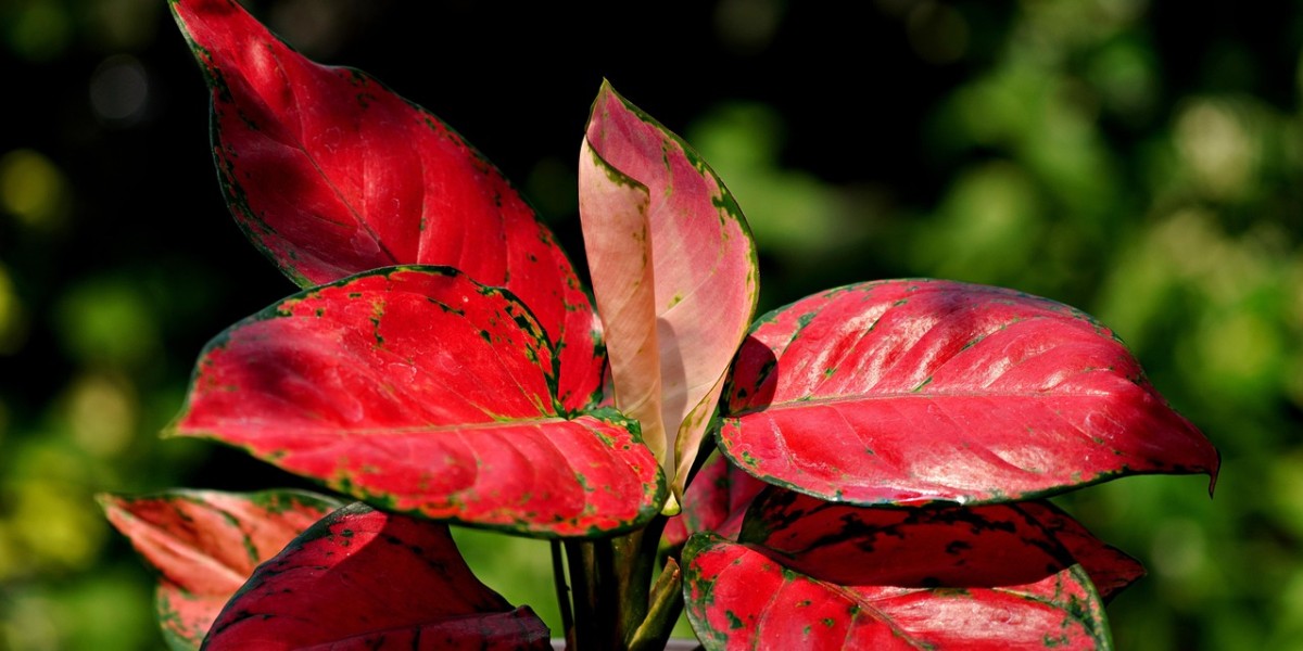 Aglaonema