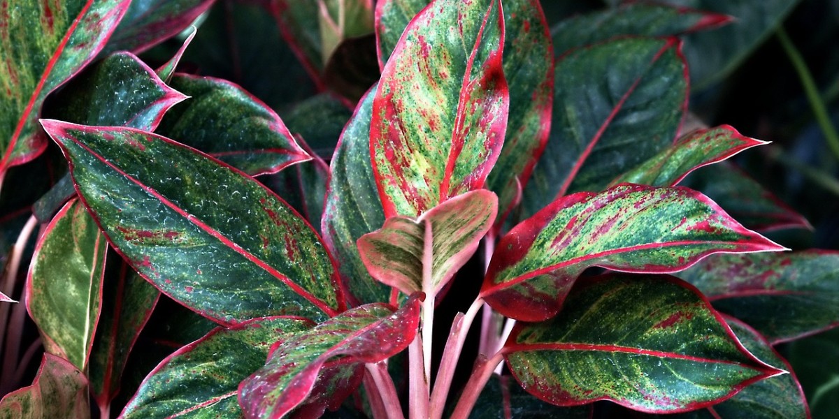 Aglaonema