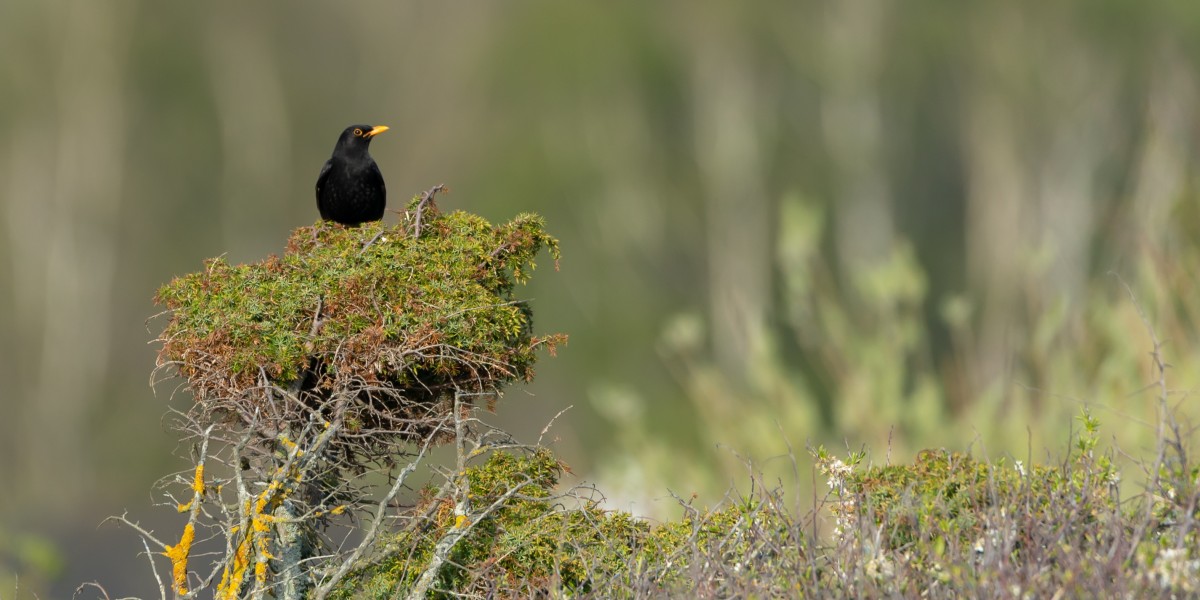 Aves migratórias