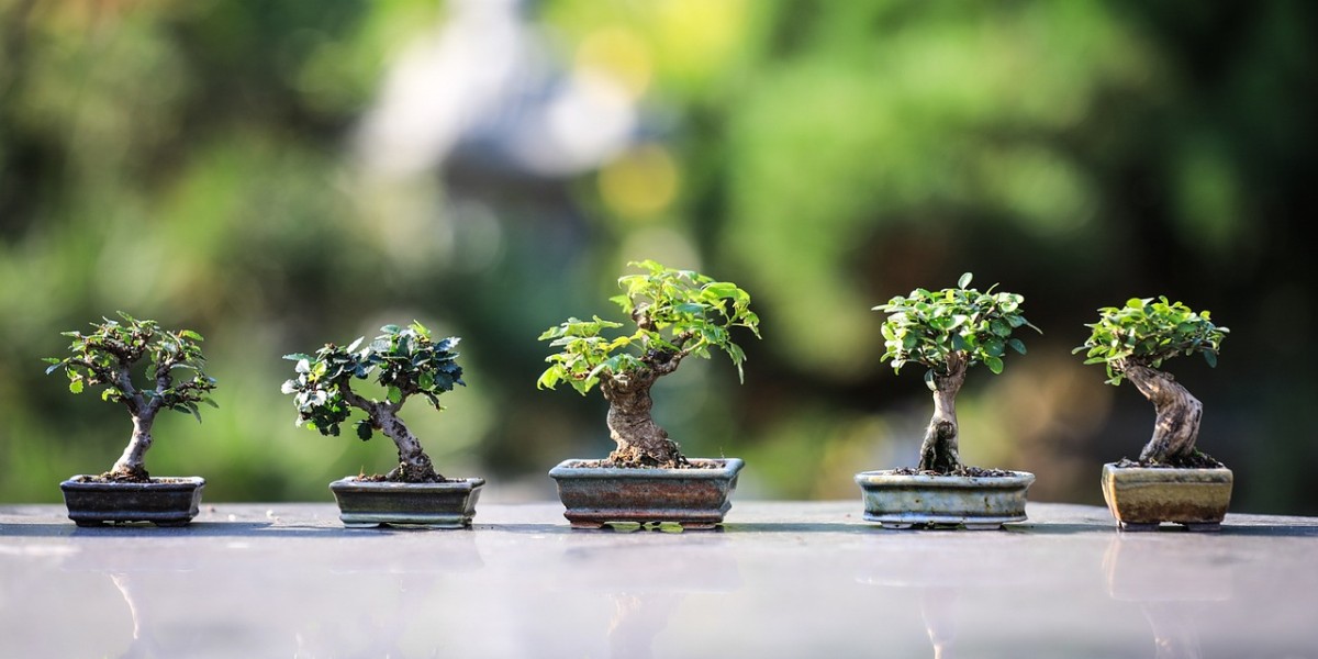 Bonsai