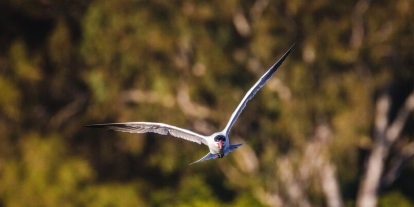 Aves migratórias