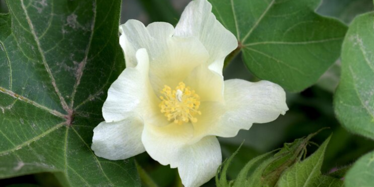 Helleborus