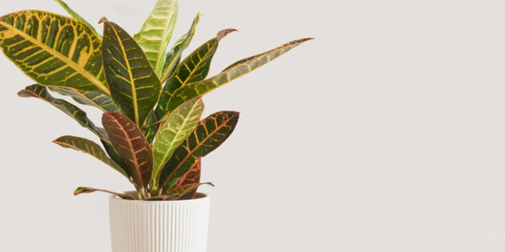 Croton