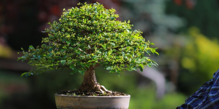 Bonsai