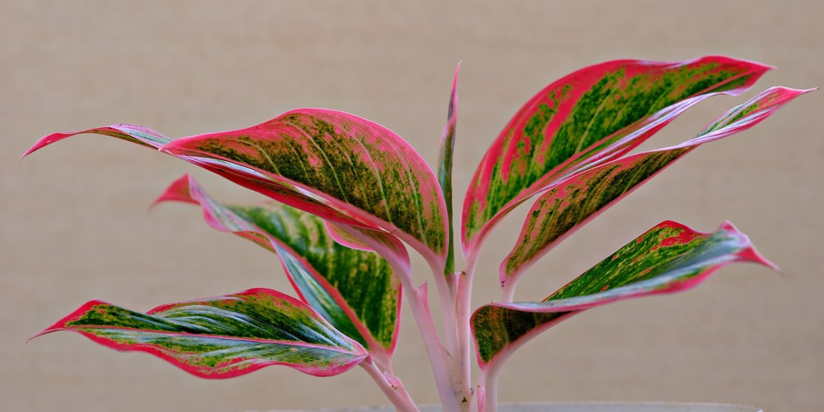 Aglaonema