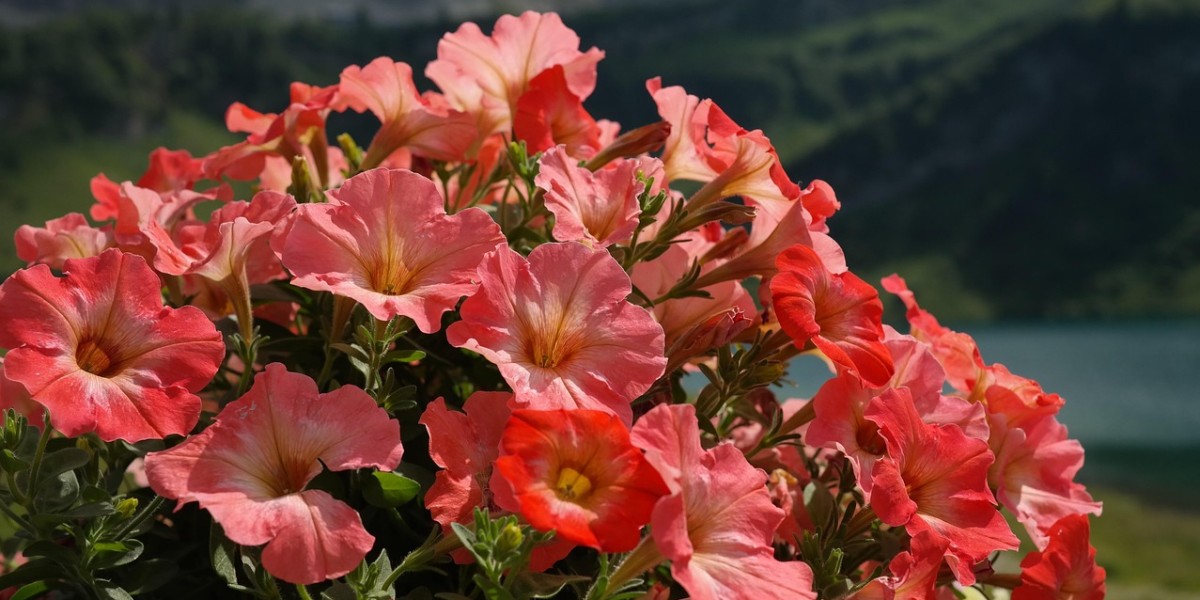 Petúnias