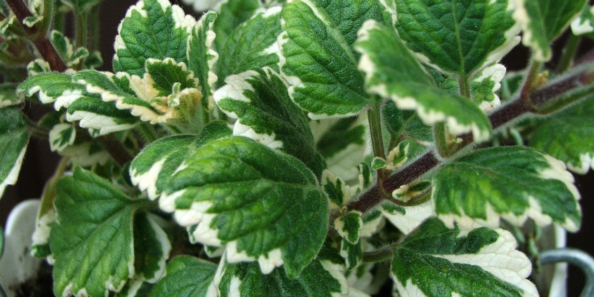 Planta do incenso