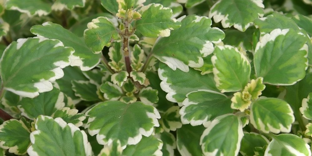 Planta do incenso