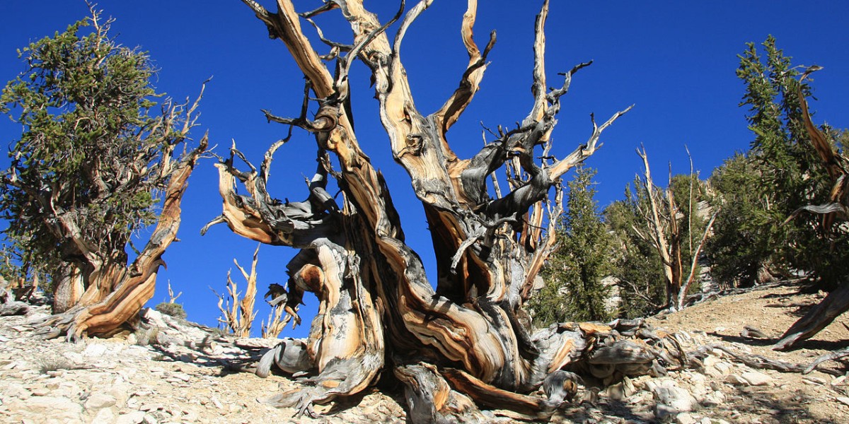 Árvore mais velha do mundo
