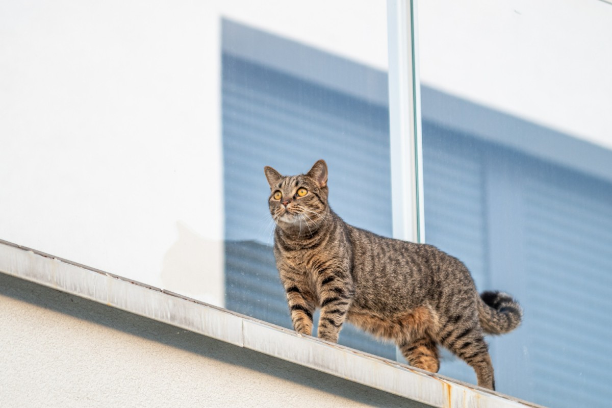 gato na varanda