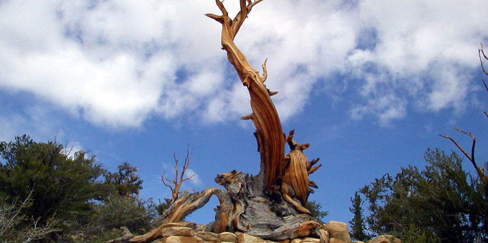 Árvore mais velha do mundo