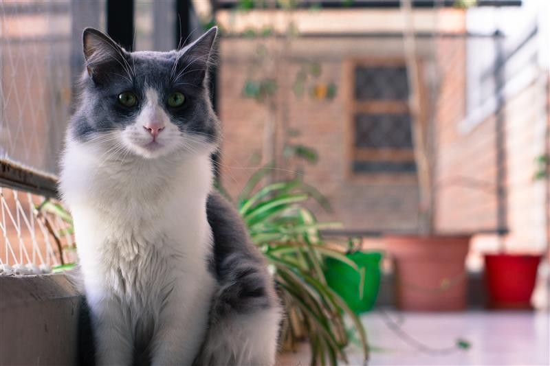 Redes de proteção para animais