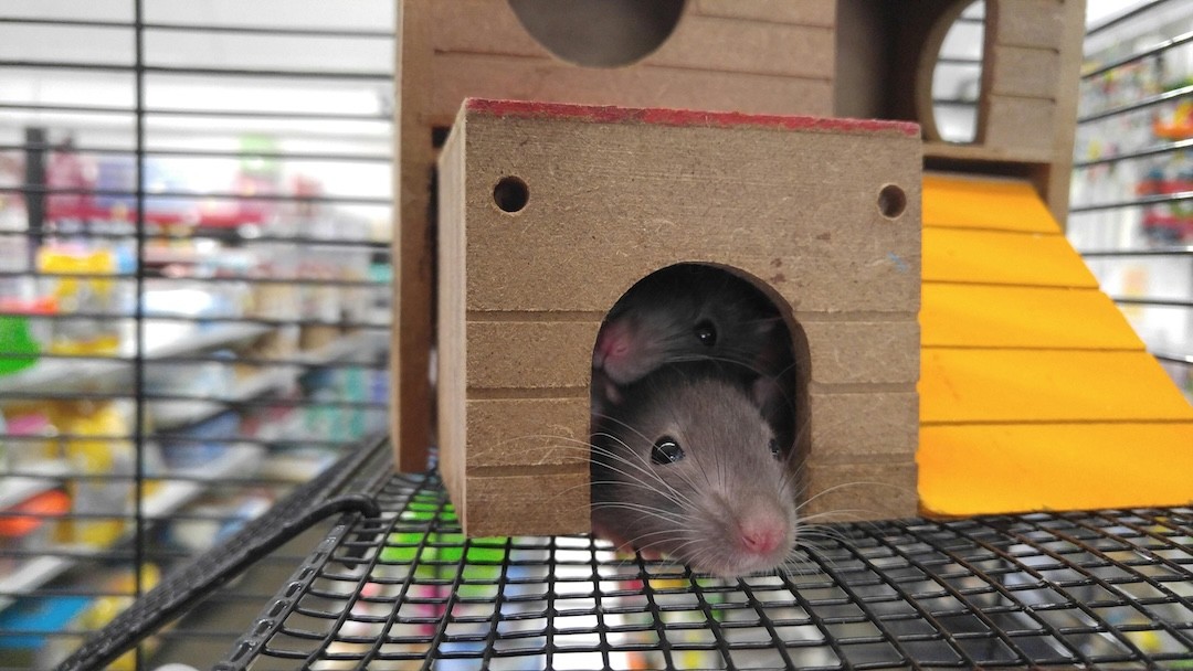 rato em gaiola