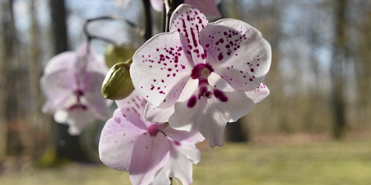 Orquídea Borboleta