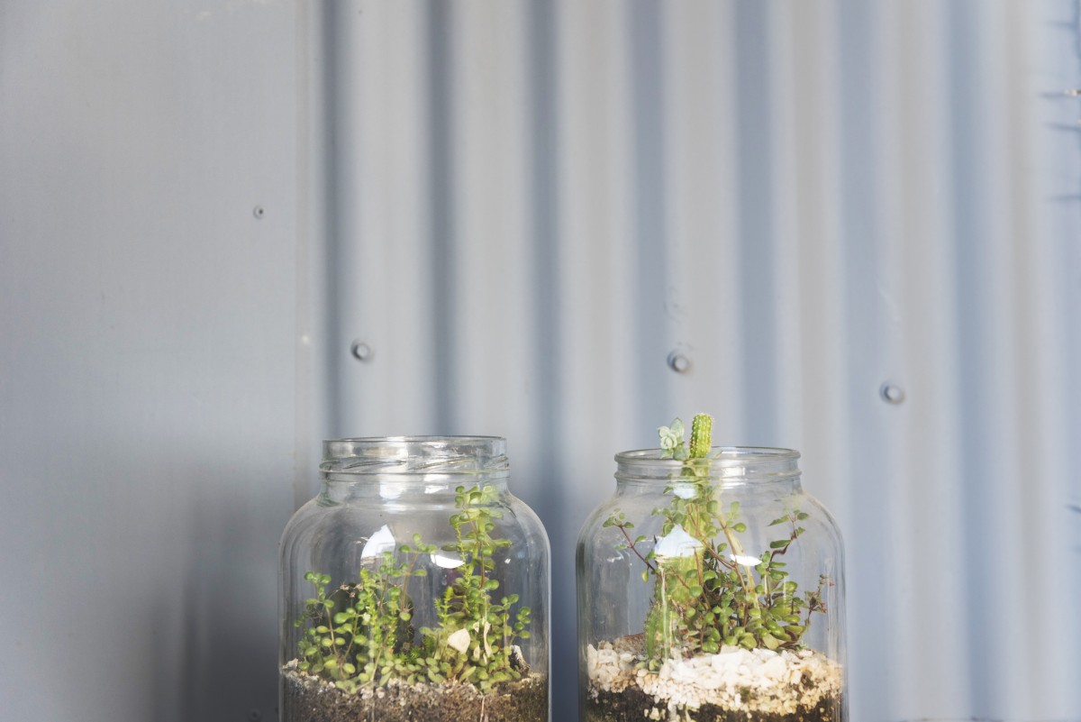 vasos plantas reciclados