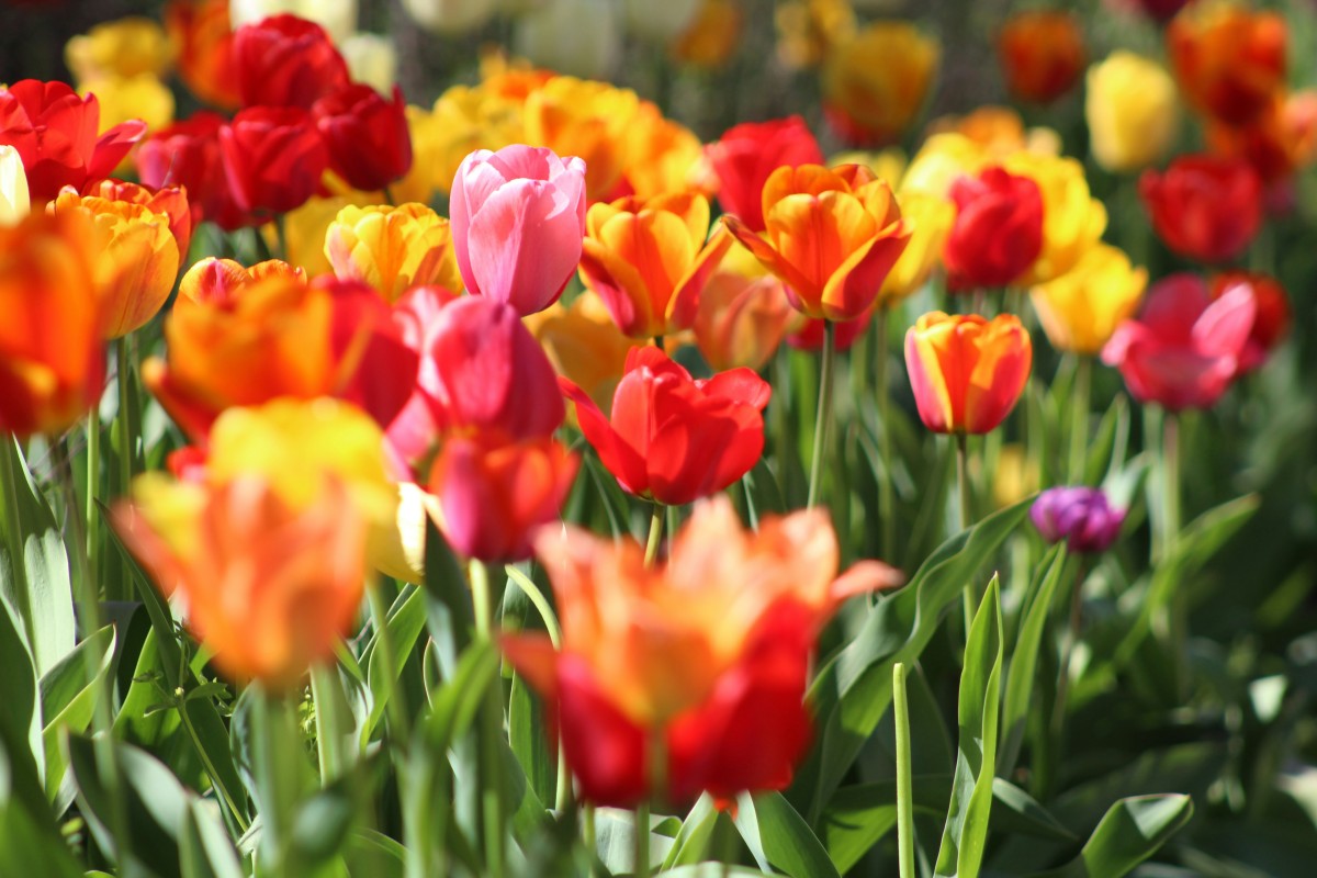 tulipas