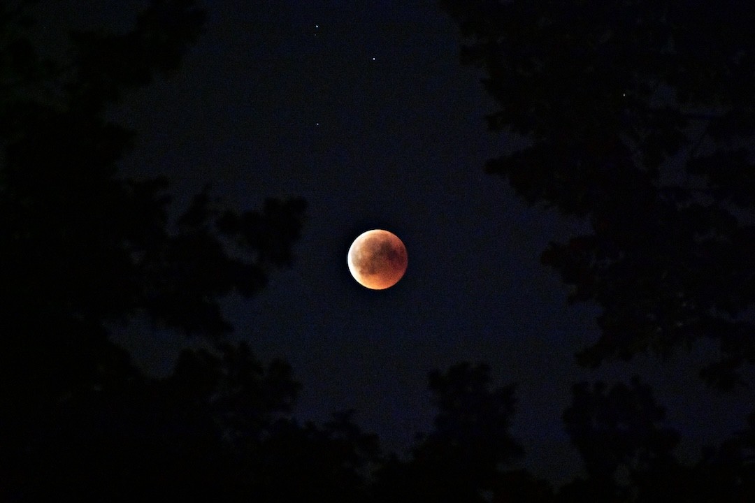 lua cheia entre árvores