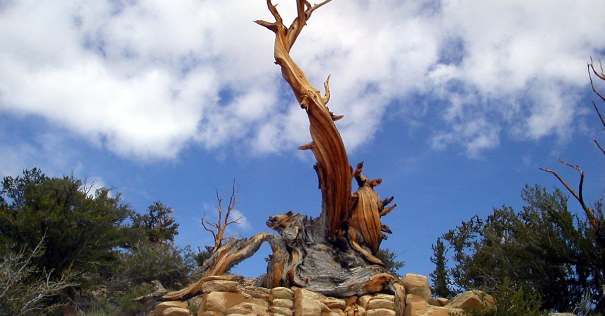 Árvore mais antiga do mundo
