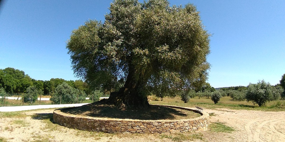 Oliveira de Mouchão