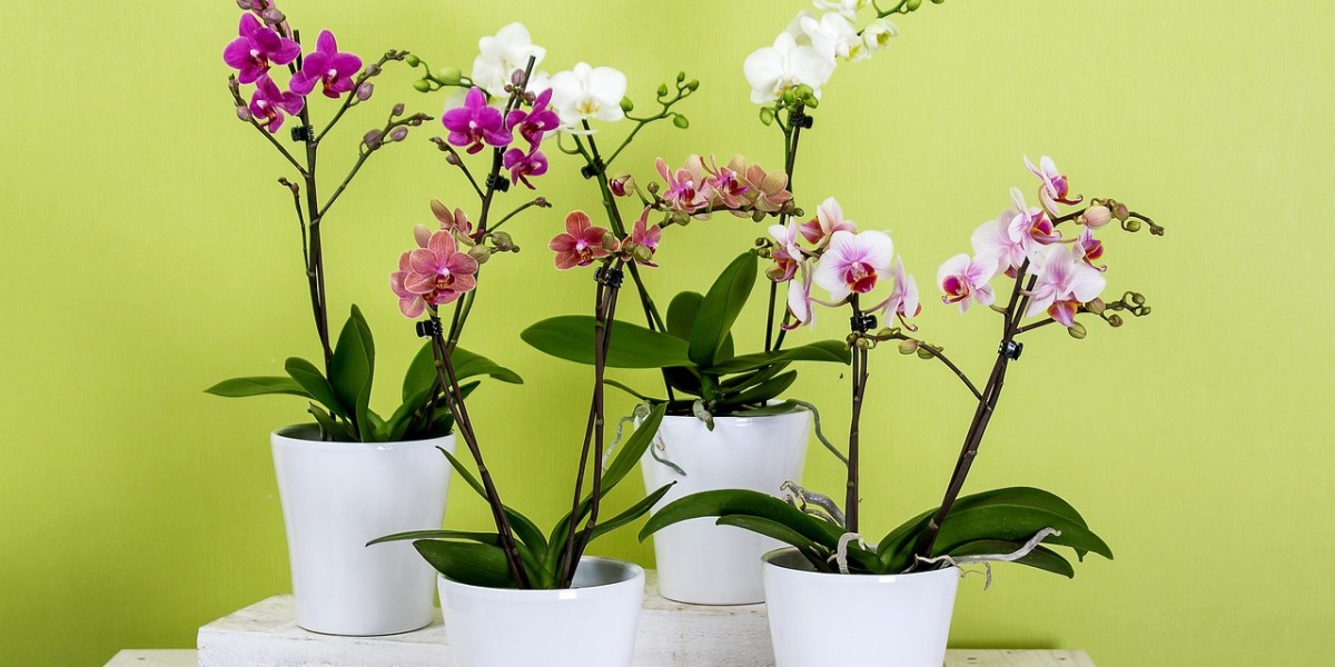 Orquídea Borboleta