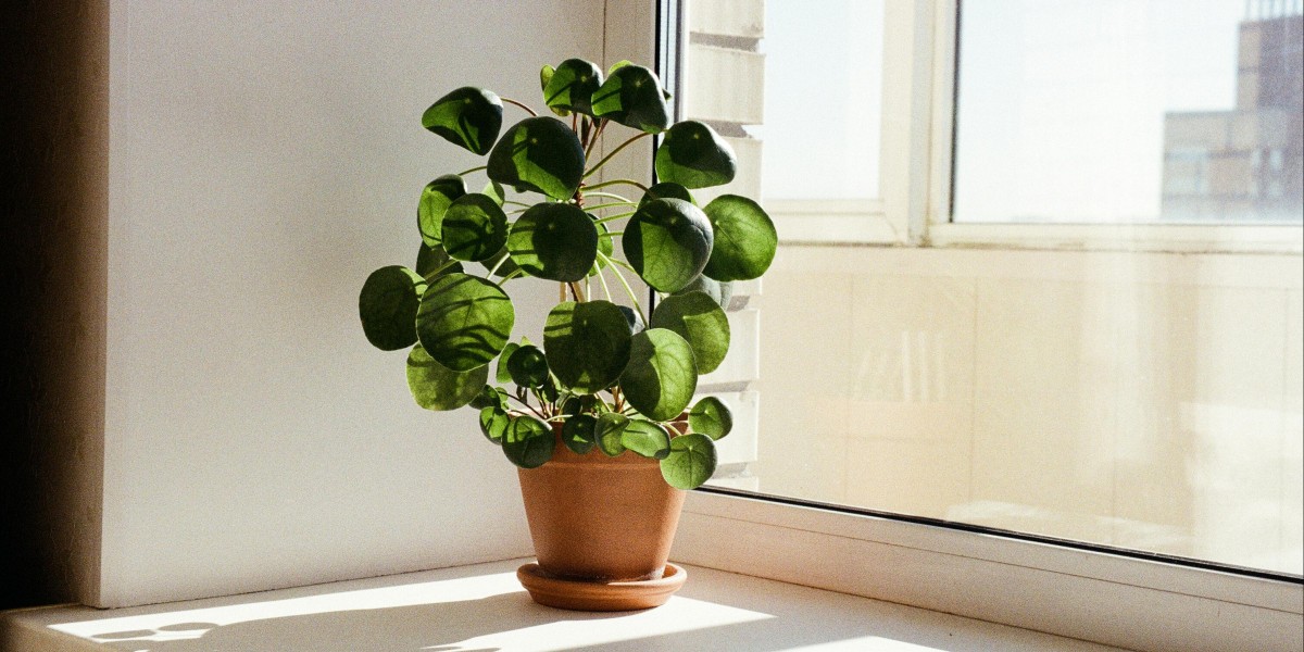 Pilea Peperomioides