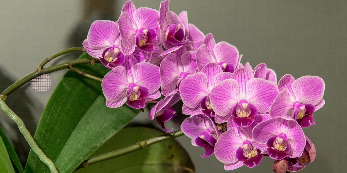 Orquídea Borboleta