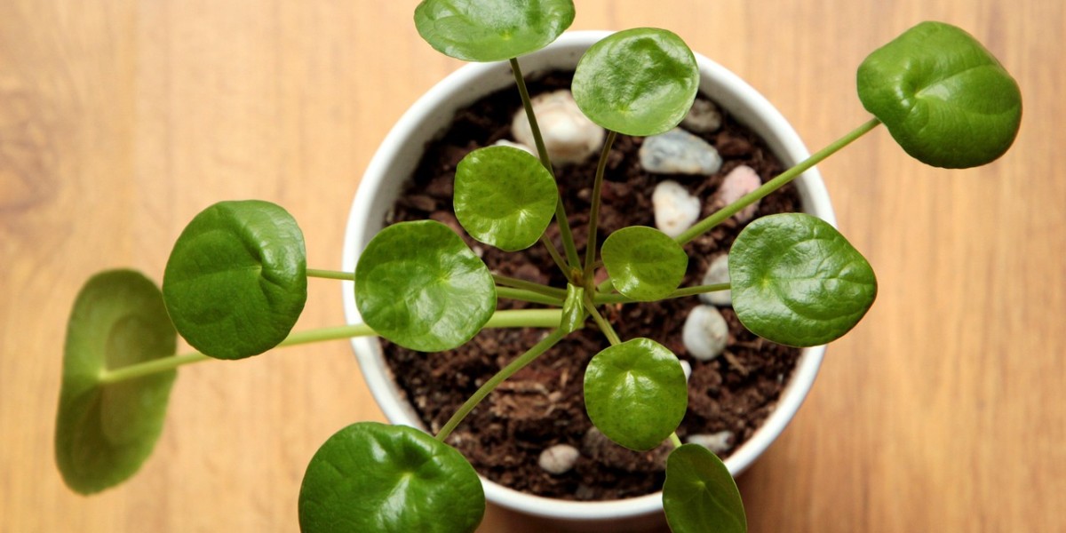 Pilea Peperomioides