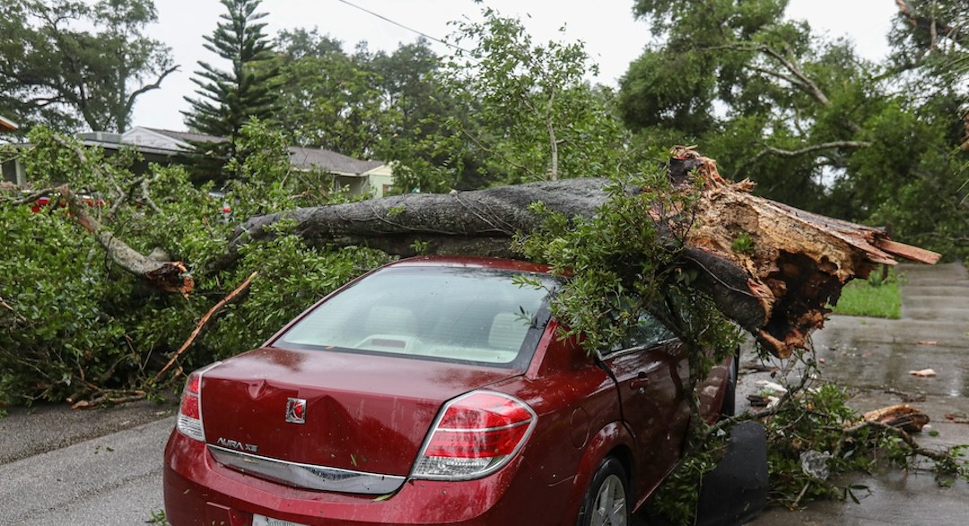 queda de árvore sobre carro