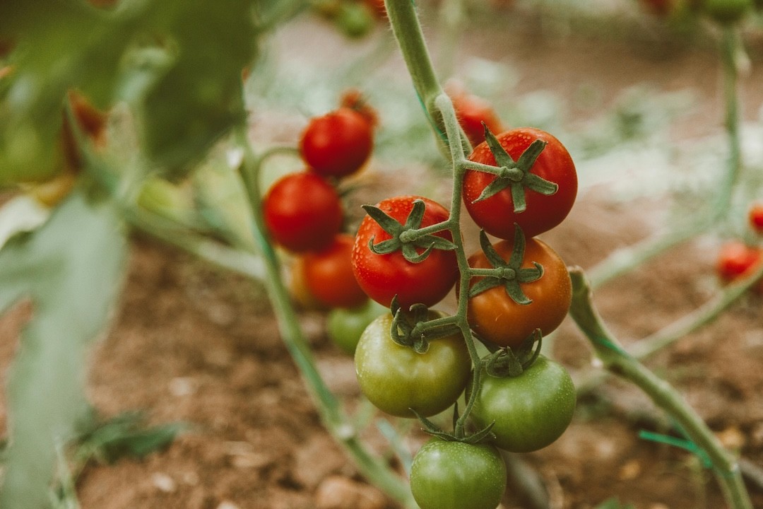 plantação de tomate