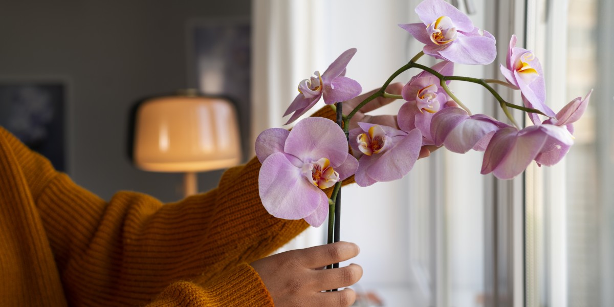 Orquídea Borboleta
