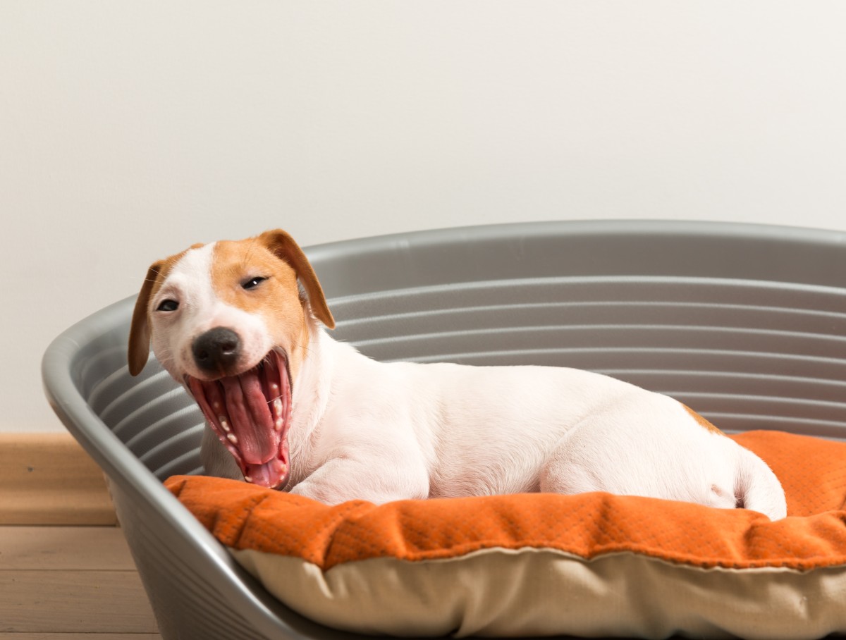 Cama para cão