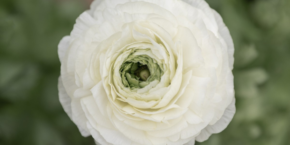 Eustoma