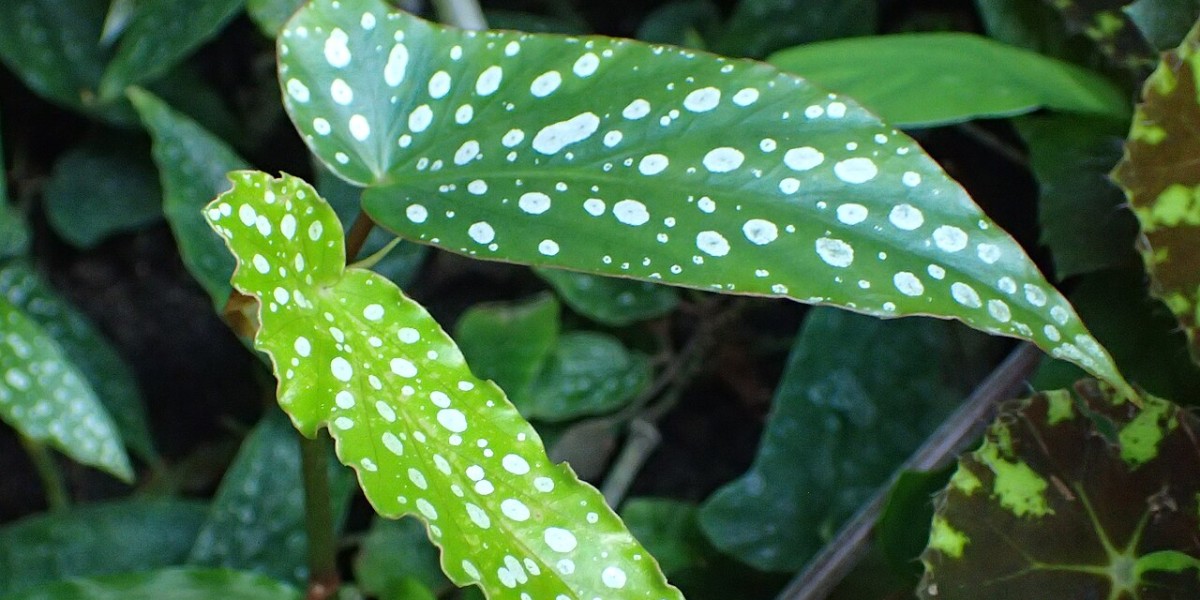 Begónia maculata