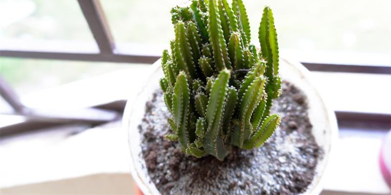 Cactos