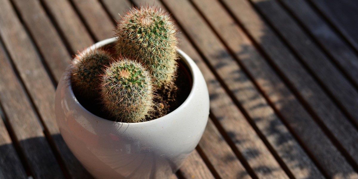 Cactos