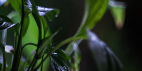 Plantas