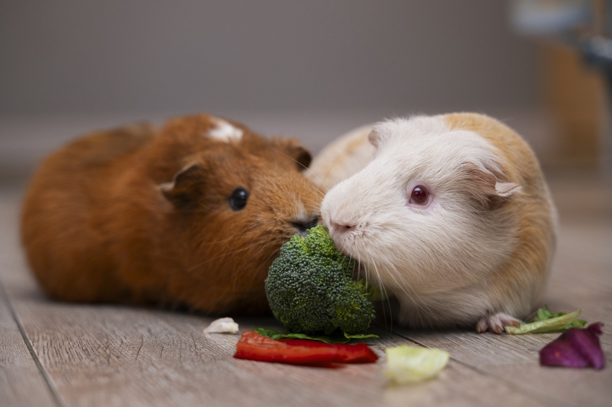 Ter um hamster