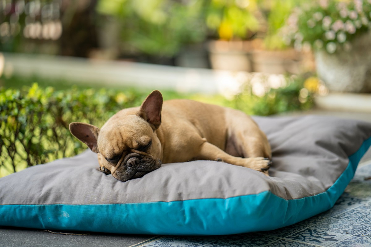 Cama lavável para cão