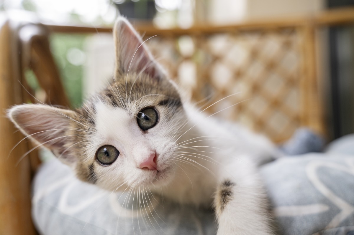 Mobília para animais de estimação