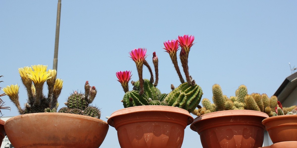 Cactos
