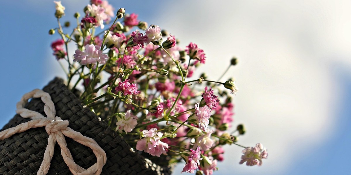 gypsophila