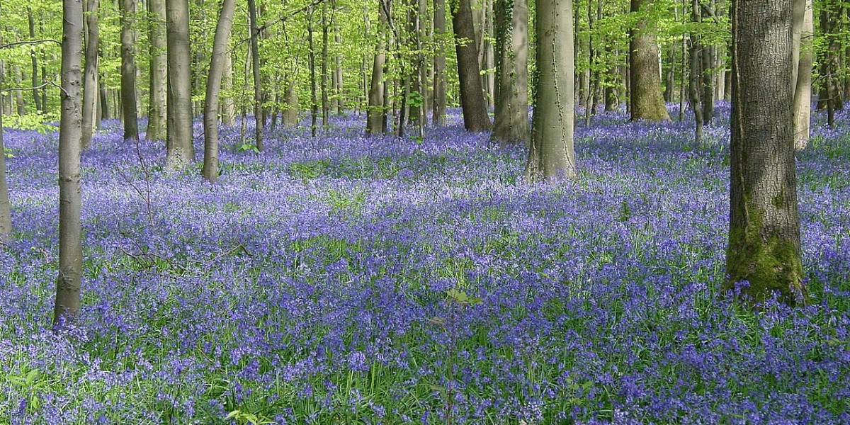Hallerbos