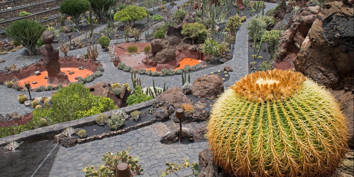 Cactos